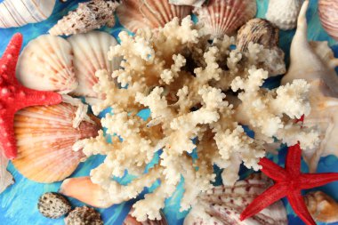 Deniz kabukları üzerinde mavi arka plan yakın çekim ile mercan