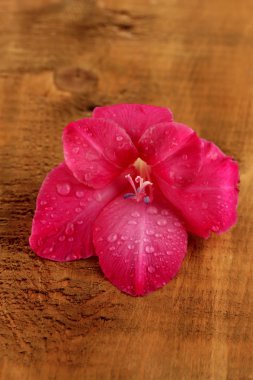 ahşap arka plan yakın çekim üzerinde pembe Glayöl güzel dostum