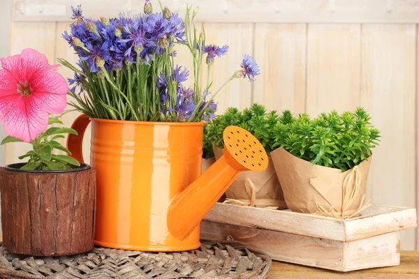 Полив банки и растения в цветочных горшках на деревянном фоне — стоковое фото