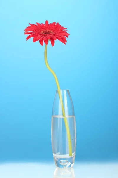 Bela gerbera vermelha em vaso no fundo azul close-up — Fotografia de Stock