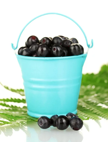 Ripe blueberries in blue bucket on fern close-up — Stock Photo, Image