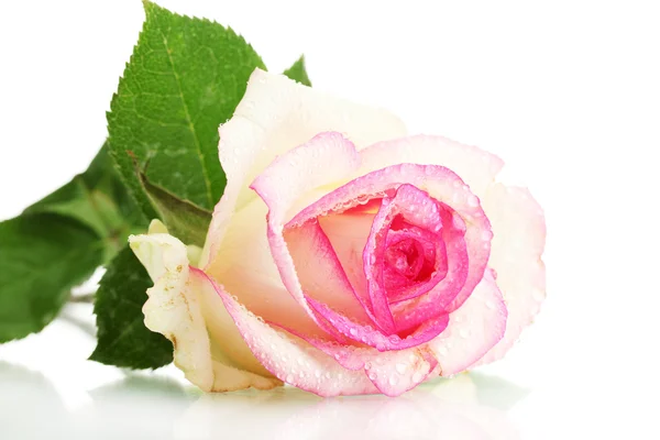 美丽的粉红色玫瑰，孤立在白色 — 图库照片