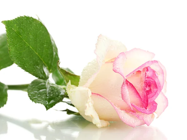 Krásné růžové růže, izolovaných na bílém — Stock fotografie
