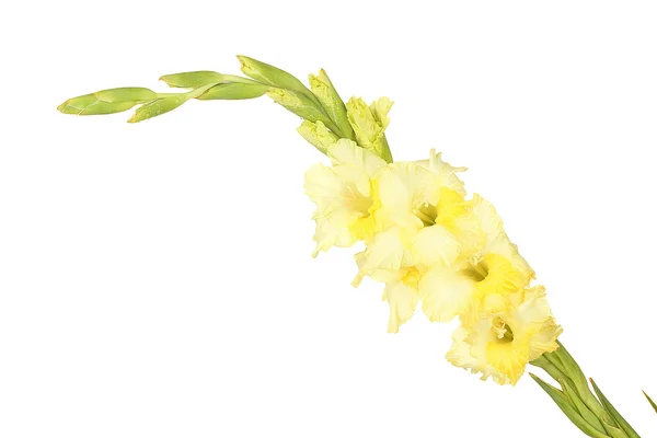 Ramo de gladiolus amarelo no fundo branco close-up — Fotografia de Stock