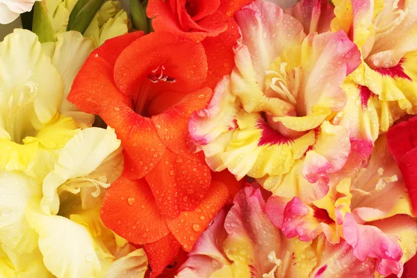 Prachtige kleurrijke gladiolen close-up — Stockfoto