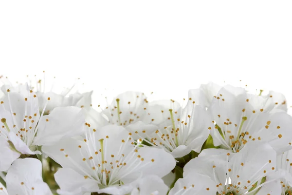 Bela flor de cereja isolada em branco — Fotografia de Stock