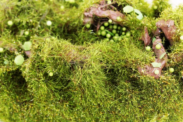 Groene mos close-up — Stockfoto