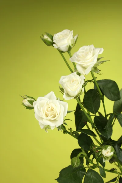 Piękne róże białe na zielonym tle zbliżenie — Zdjęcie stockowe