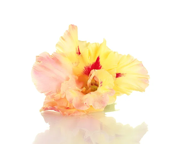 Bellissimo bocciolo di gladiolo giallo-rosa isolato su primo piano bianco — Foto Stock