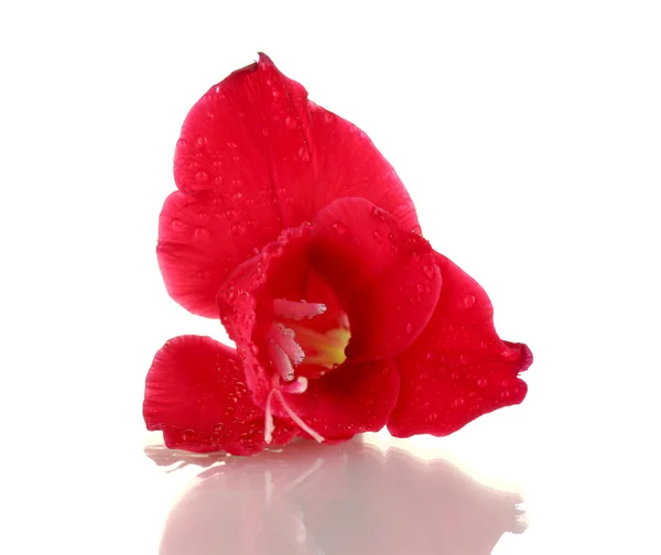 Beautiful bud of red gladiolus isolated on white close-up — Stock Photo, Image