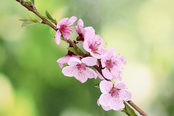 Hermosa flor de melocotón rosa sobre fondo verde — Foto de Stock