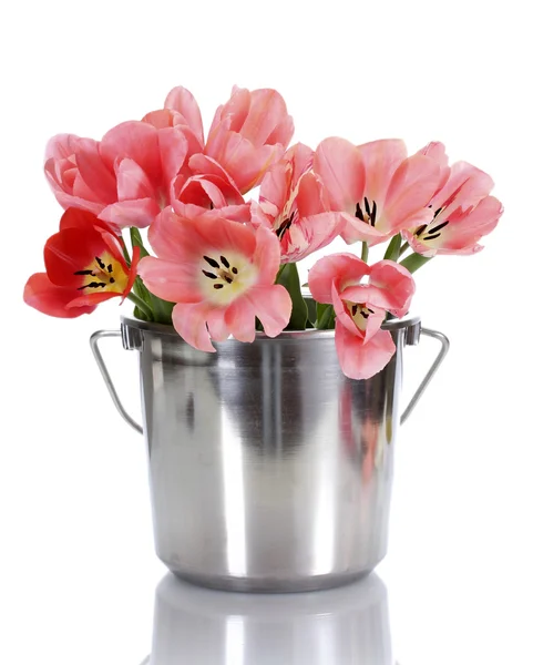 Beautiful pink tulips in bucket isolated on white — Stock Photo, Image