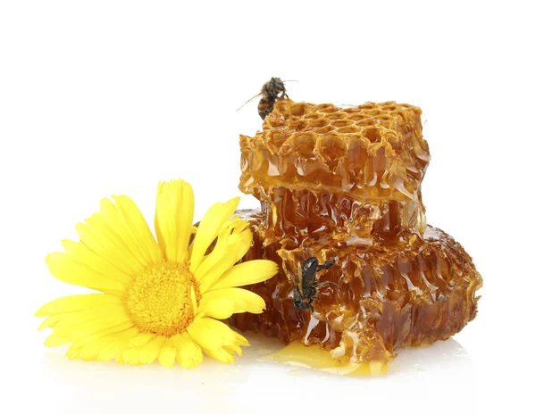 甜蜂窝状，与蜂蜜、 蜜蜂和花朵，白色上孤立 — 图库照片