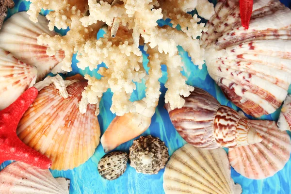Corallo marino con conchiglie su sfondo blu primo piano — Foto Stock