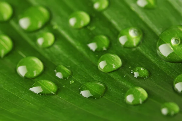 Prachtige groene blad met druppels water close-up — Stockfoto