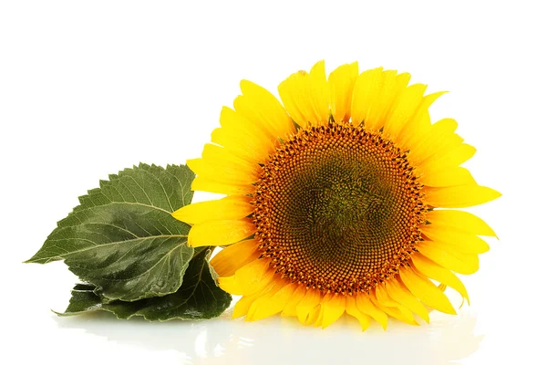 Słoneczniki na białym tle — Zdjęcie stockowe