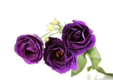 Purple eustoma on white background