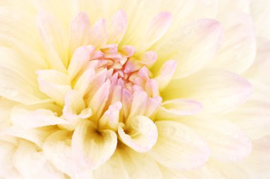 Beautiful white dahlia close-up