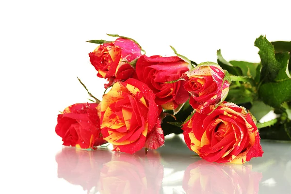 Belas rosas vermelho-amarelas no fundo branco close-up — Fotografia de Stock