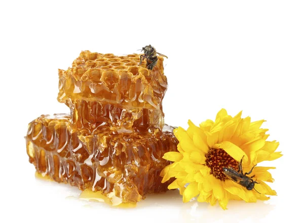 Panal dulce con miel, abeja y flor, aislado en blanco —  Fotos de Stock