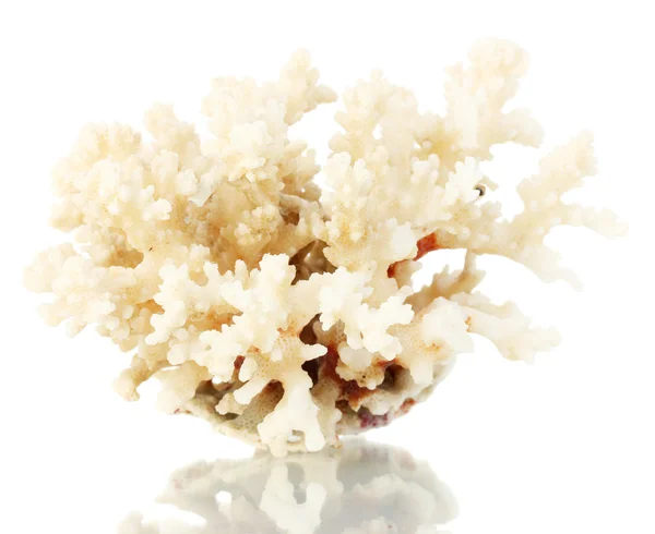 Coral marinho isolado sobre fundo branco — Fotografia de Stock