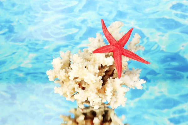 Coral marinho com estrela-do-mar no fundo da água close-up — Fotografia de Stock