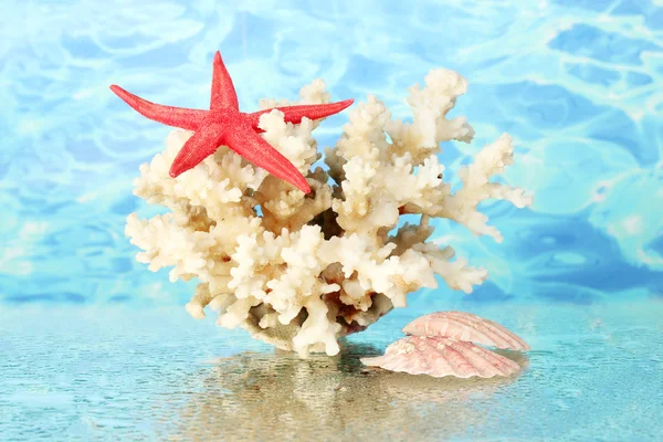 Morskich koralowców z muszli na szczegół tło woda — Zdjęcie stockowe