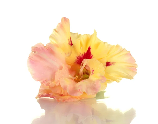 Hermoso brote de gladiolo amarillo-rosa aislado en primer plano blanco — Foto de Stock