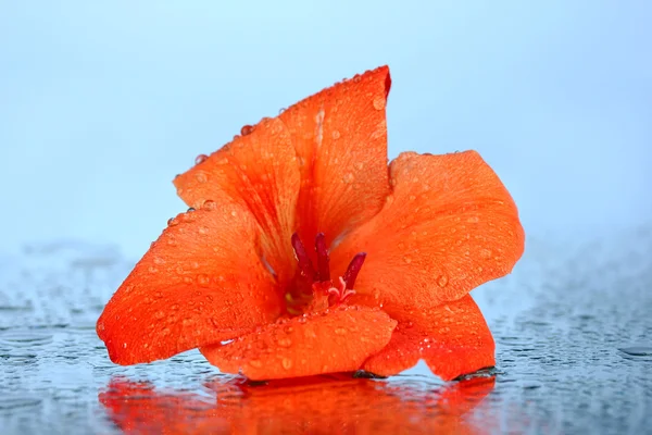 Hermoso brote de gladiolo naranja sobre fondo azul primer plano —  Fotos de Stock