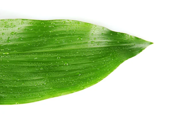 Natte groene leaf op witte achtergrond close-up — Stockfoto