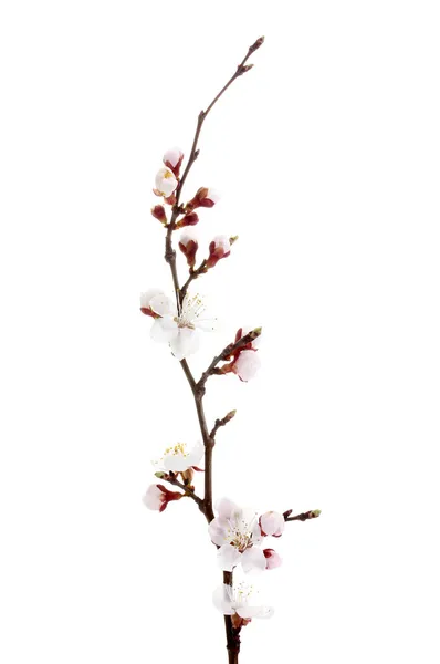 stock image Beautiful apricot blossom isolated on white