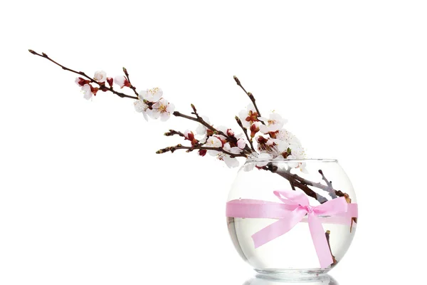Beautiful apricot blossom in transparent vase with bow isolated on white — Stock Photo, Image