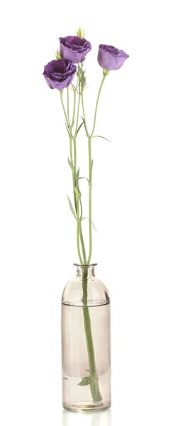 Flores de eustoma roxo em vaso isolado em branco — Fotografia de Stock