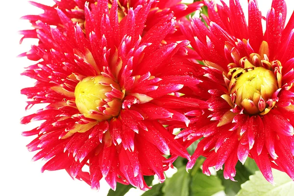 Beautiful red dahlias on white background close-up — Stock Photo, Image