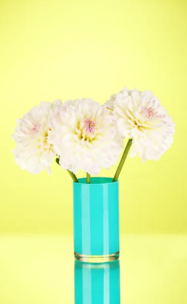 Beautiful white dahlias in blue vase on green background close-up — Stock Photo, Image