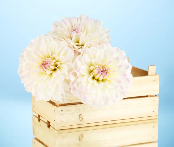 Beautiful white dahlias in wooden box on blue background close-up — Stock Photo, Image