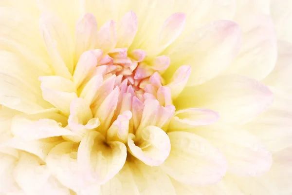 Beautiful white dahlia close-up — Stock Photo, Image