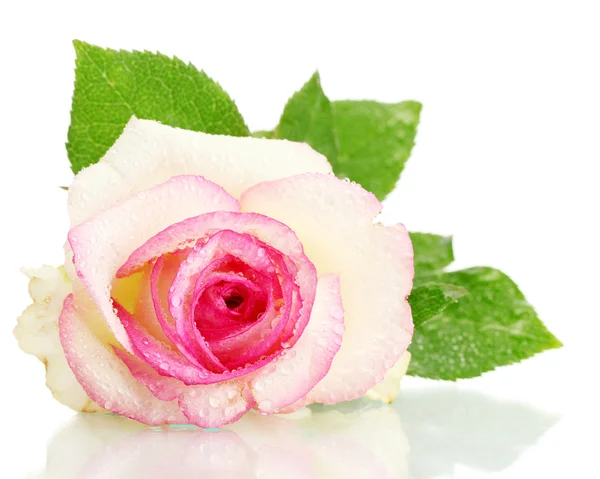 Bella rosa rosa, isolato su bianco — Foto Stock