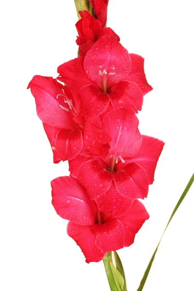 Tak van roze gladiolen op witte achtergrond close-up — Stockfoto