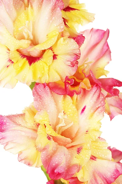 Tak van geel-roze gladiolen op witte achtergrond close-up — Stockfoto