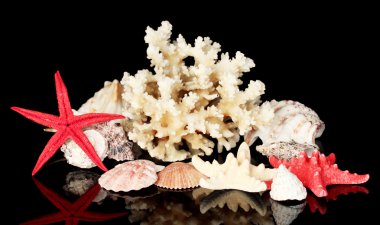 Sea coral with shells isolated on black clipart