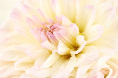 Beautiful white dahlia close-up