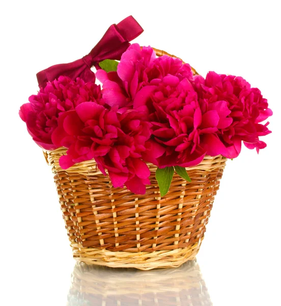Beautiful pink peonies in basket with bow isolated on white — Stock Photo, Image