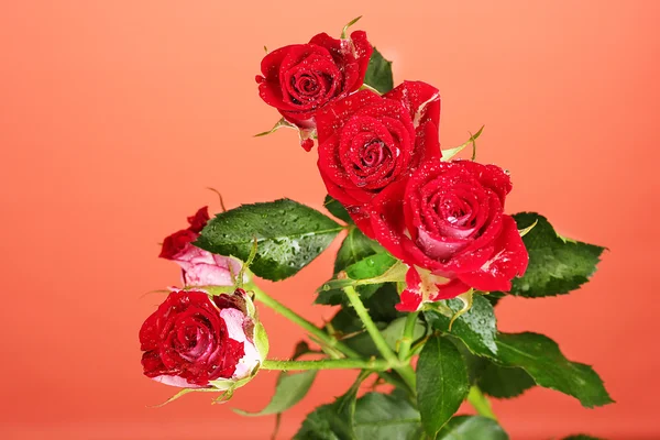 Belle rose vinose su sfondo rosso primo piano — Foto Stock