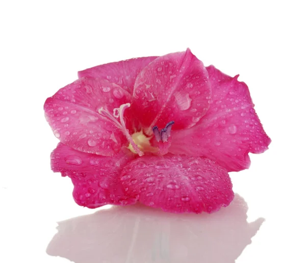 Beautiful bud of pink gladiolus isolated on white close-up — Stock Photo, Image
