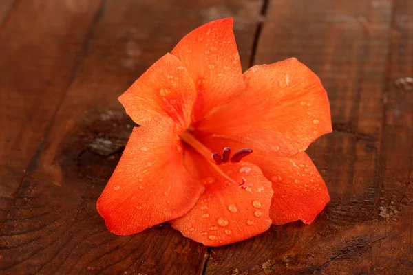 Hermoso brote de gladiolo naranja sobre fondo de madera primer plano —  Fotos de Stock