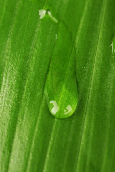 Beautiful green leaf with drops of water close-up — Stock Photo, Image