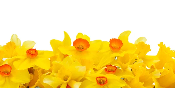 Schöne gelbe Narzissen isoliert auf weiß — Stockfoto
