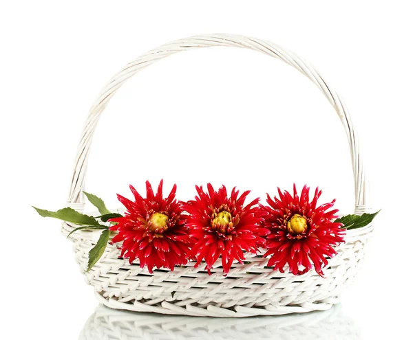 Beautiful red dahlias in basket isolated on white — Stock Photo, Image