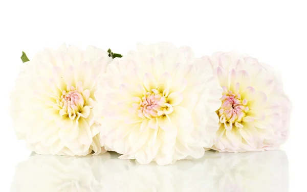 Mooie witte Dahlia's op witte achtergrond close-up — Stockfoto
